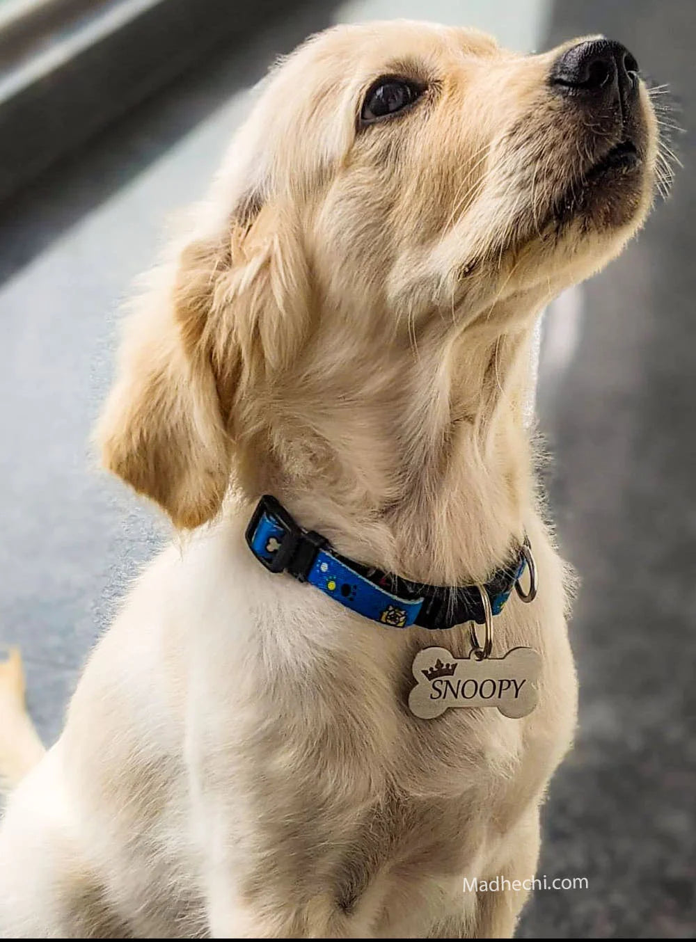 Dog Name Tag - Bone with Crown 5cm